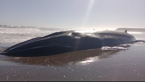 Investigan posible caso de influenza aviar por ballena varada en Huentelauquén