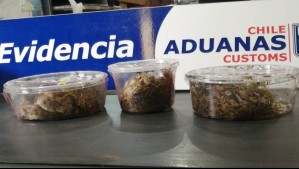 Aduana descubre serpientes y tortuga de tierra vivas en una encomienda proveniente de Estados Unidos