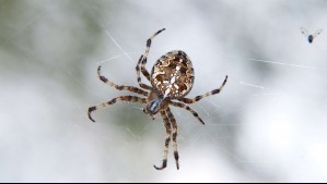 ¿Aracnofóbico? Este simple truco te podría ayudar a mantener las arañas lejos de tu hogar