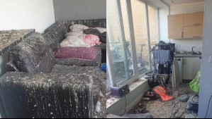 Palomas causan millonarios daños en departamento tras un descuido: La puerta del balcón quedó abierta