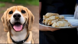 Fiestas Patrias: ¿Qué le podría pasar a mi perro si come empanadas?