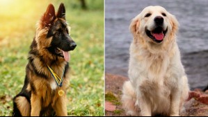 'Yo soy tu amigo fiel': Estas son las razas de perros más leales del mundo