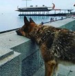 Una emotiva historia llegó a su fin, pues se confirmó la muerte del Hachiko de Crimea, un perro que durante 12 años esperó el regreso de su fallecido amo, en el mismo lugar donde perdió la vida.