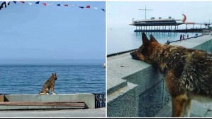 Murió el 'Hachiko de Crimea': Perrito esperó durante 12 años a su fallecido amo mirando hacia el mar