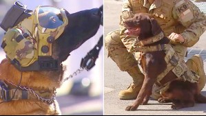 Yuz, Venus, Keyla y Brecha: Los perritos del Ejército que se robaron la película en la Mega Parada