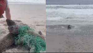 Conmovedor video muestra a focas 'abrazarse' luego de ser liberadas de una red de pesca