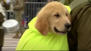 Cachorros fueron los protagonistas: Mira el desfile de los perros de Carabineros en la Parada Militar 2023