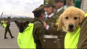 'Es muy importante que conciban esto como algo agradable': Así fue la preparación de los perritos para la Parada Militar