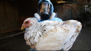 Chile está 'libre de Influenza Aviar en aves de corral'