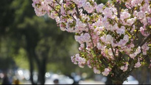 ¿Cuándo empieza la primavera en Chile?