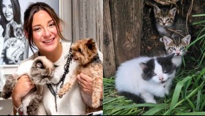 Kel Calderón halló pequeños gatitos abandonados en la calle: 'Quiero encontrarles una casa donde los amen'