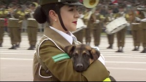 ¿Viste la Parada Militar 2023? Así puedes adoptar a uno de los cachorros que desfiló con Carabineros