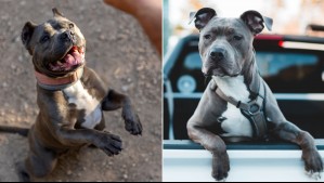 'Mascotas ilegales': 5 razas de perros que están prohibidas en algunos países del mundo