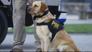 Brigada Canina de PDI detecta más de 700 kilos de droga a nivel nacional: Así funciona su trabajo