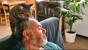 ¿Por qué tu gato te lame el cabello? Estas son las explicaciones de los expertos