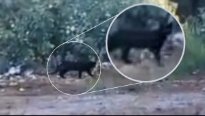 Video en redes sociales especulaba que un puma negro merodeaba por el Maule: ¿Qué animal era en realidad?