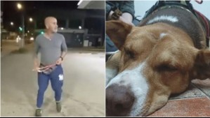 Fundación comienza campaña para encontrar hogar a perrito agredido con una honda en Villa Alemana