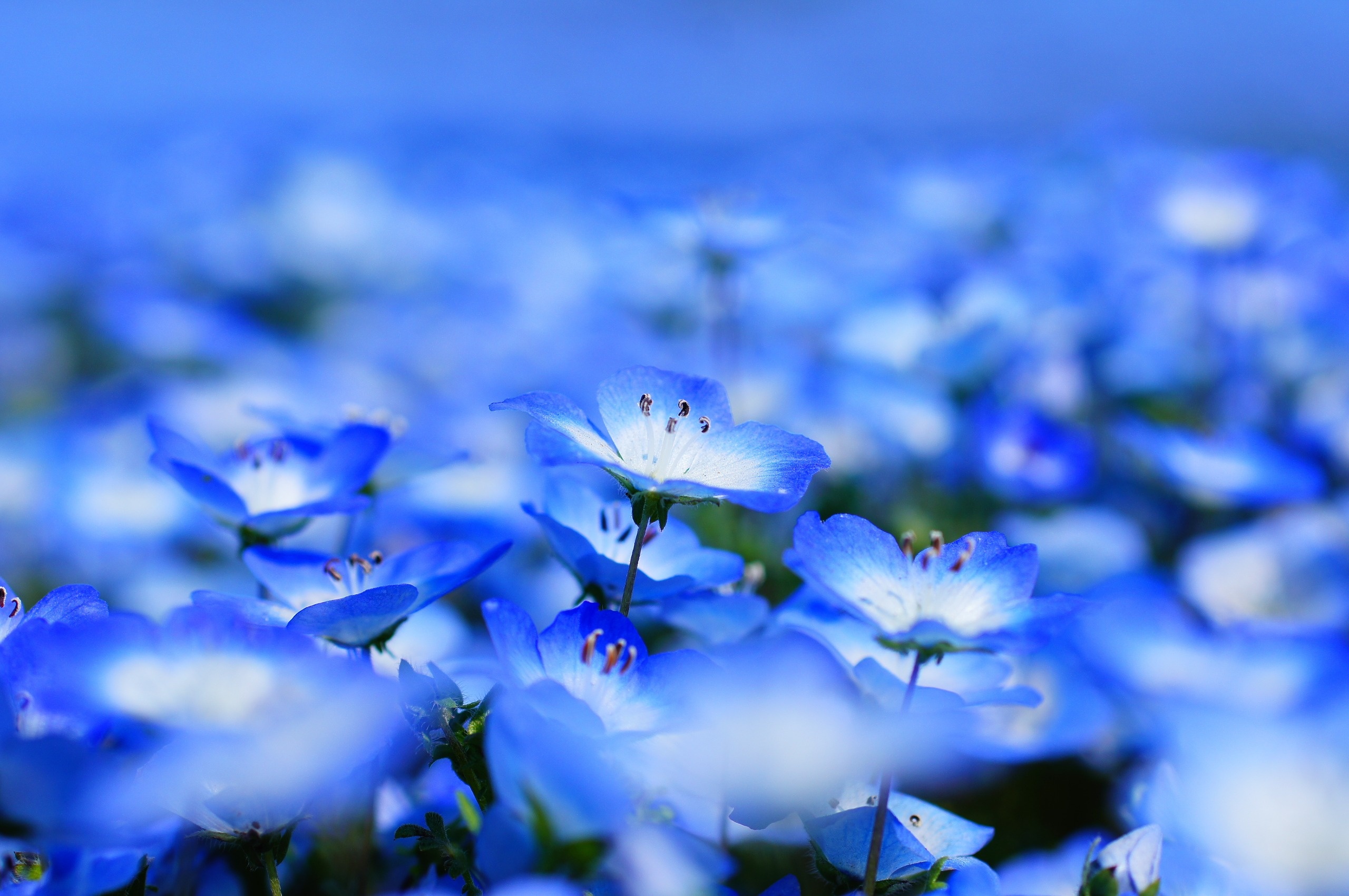 ¿Por qué se regalan flores azules el día 3 de octubre?