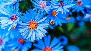 ¿Qué día de octubre se regalan flores azules y por qué?
