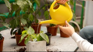 ¿Cada cuánto hay que regar las plantas en primavera?