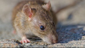 Alertan preocupante expansión de gusano pulmonar de ratas en Estados Unidos: Así podría transmitirse a humanos