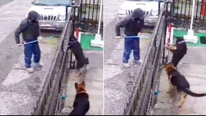 Denuncian a trabajador por maltrato animal en Hualpén: Golpeó a perro cuando hacía lectura de medidor de agua
