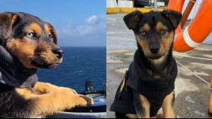'Lo encontramos abandonado en la calle': La historia del perrito que recorre canales australes en buque de la Armada