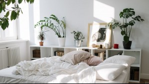 ¿Es peligroso dormir con plantas? Esta fue la certera respuesta de un experto