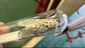 'Podría provocar daños a nuestra agricultura': SAG detecta ejemplar de polilla leopardo que no está presente en Chile
