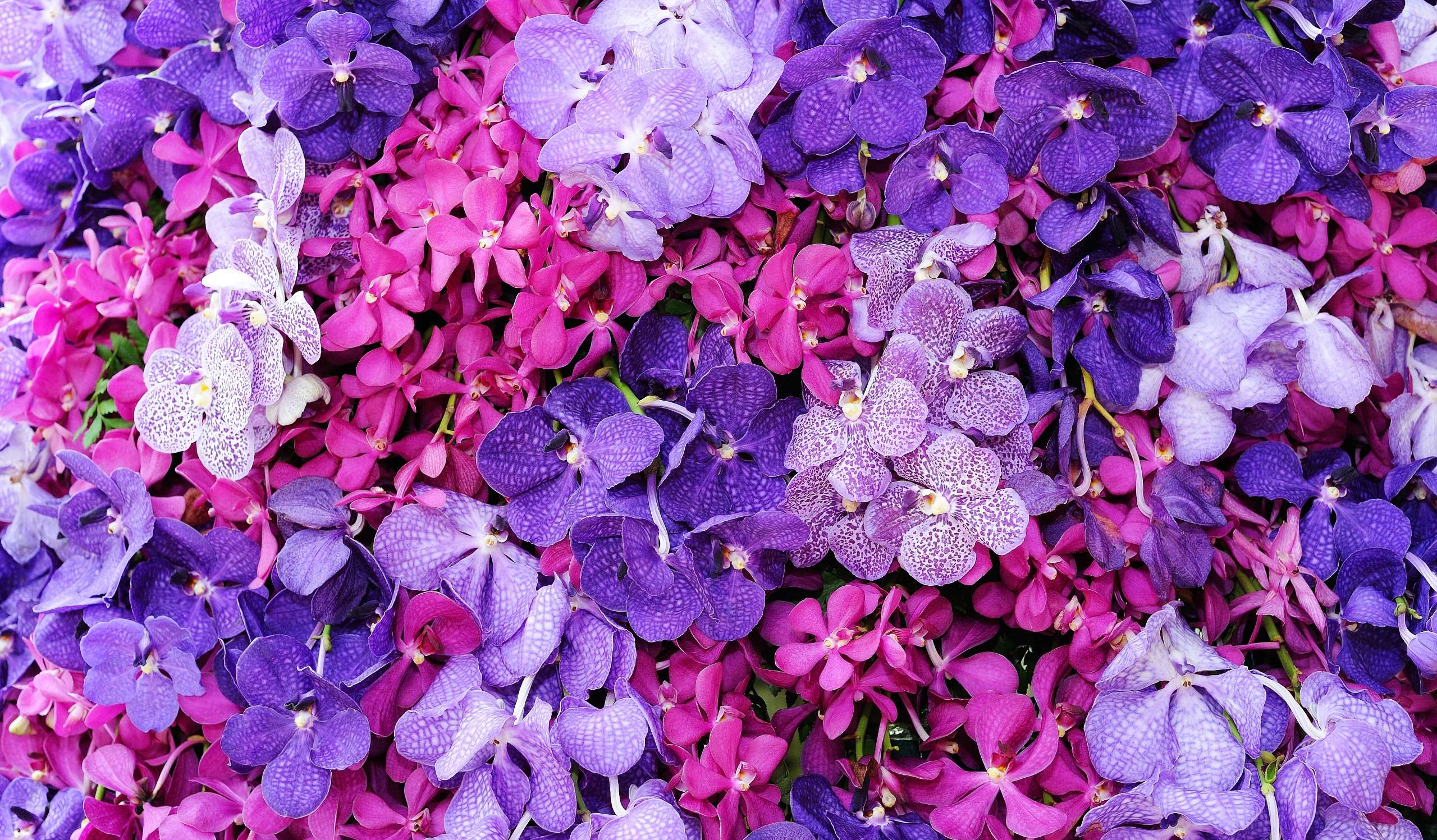 Flores moradas / Shutterstock