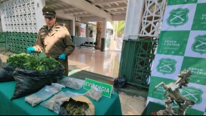 Incautan marihuana y hongos alucinógenos tras detener a banda en Antofagasta