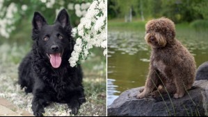 Son perros desconocidos por muchos: Estas son 5 razas consideradas como las más raras del mundo