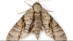 ¿Las has notado? Esta es la explicación de por qué hay tantas polillas en los hogares