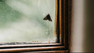 Especialistas explican por qué el calor ha incidido en la llegada de polillas esta temporada