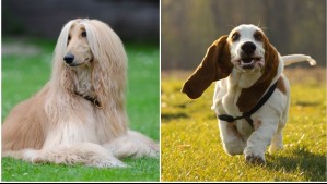 No siempre hacen caso: Estas son las razas de perros más difíciles de entrenar