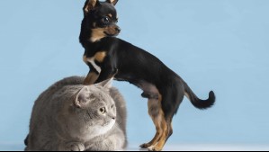 ¿Perros o gatos? Estudio revela cuáles serían más queridos por las personas