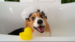 Esta es la frecuencia con la que debes bañar a tu perro, según los expertos