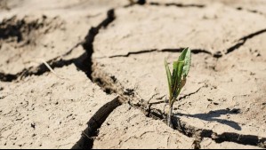 ¿Cuáles comunas serán afectadas? Conoce el primer informe de predicción de sequía agrícola para el verano 2024
