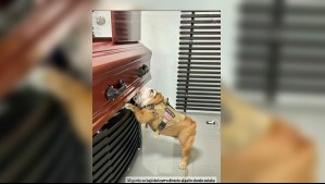 El emotivo gesto de un perro en el velorio de su dueño asesinado: Corrió directo hasta su ataúd