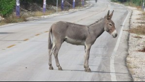Conductor murió tras chocar a burro suelto en autopista: Sus hijos recibirán indemnización de $88 millones