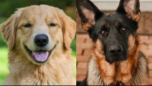 Las 5 razas de perros consideradas como las mejores para las familias que tienen niños