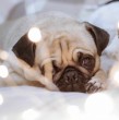 ¿Sueles dejar a tus mascotas solas en la casa? Conoce en qué circunstancias podría ser una buena idea dejarlos con las luces encendida. Todos los detalles en la siguiente nota.