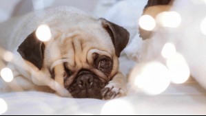 ¿Dejas las luces encendidas cuando tu mascota queda sola en casa? Veterinaria explica qué deberías hacer