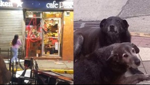 Reportan ataque a conocida cafetería en Valdivia: Denuncian a dueño por desaparición de perros comunitarios