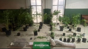 Denuncia por violencia intrafamiliar en Maipú concluye con hallazgo de plantación de cannabis y 3 detenidos