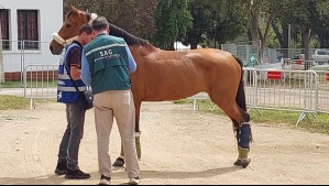 SAG activa plan de vigilancia en Chile por brote de encefalomielitis equina en Argentina