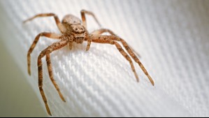 Hombre tomó un crucero para celebrar su aniversario de bodas y terminó con huevos de araña al interior de su pie