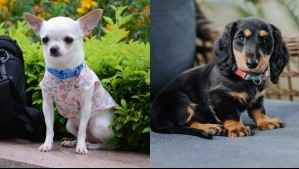 Diminutos y tiernos: Estas son 10 de las razas de perros más pequeñas del mundo