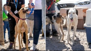 Rescatan a 31 perros que eran víctimas de maltrato al interior de una parcela en Melipilla