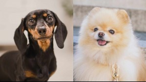 Te acompañarán por muchos años: Estas son las 6 razas de perros más longevos